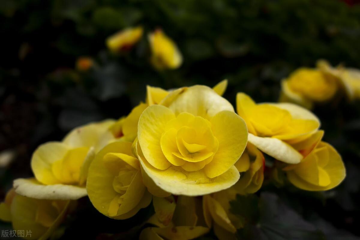 丽格海棠断了还能养活吗,丽格海棠为什么老烂茎枝