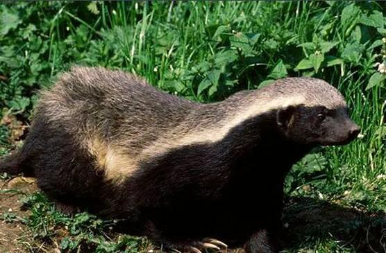 蜜獾不大但敢与狮子鬣狗抗衡,蜜獾的撕咬能力和防御能力