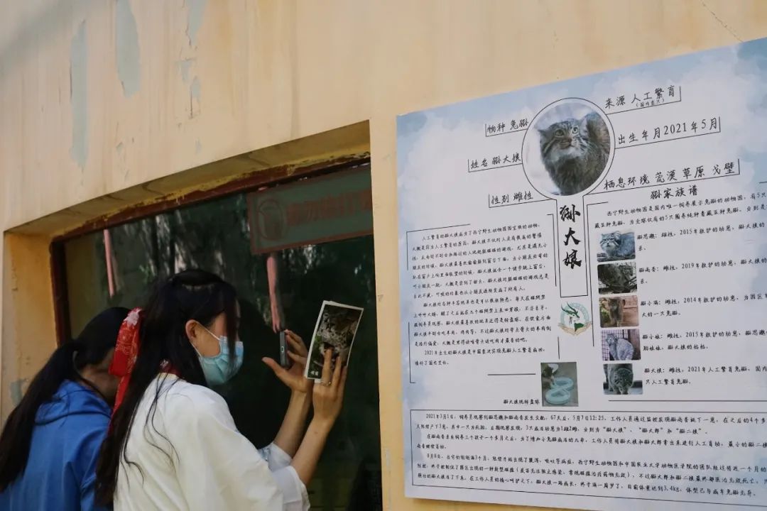 网红兔狲是不是最后一只了,网红兔狲去世消息