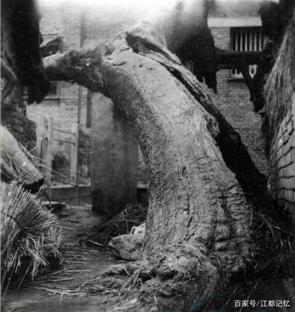 泰州“槐树脚周妇人家”,张氏妇科：300年前网红，流量直泻11代