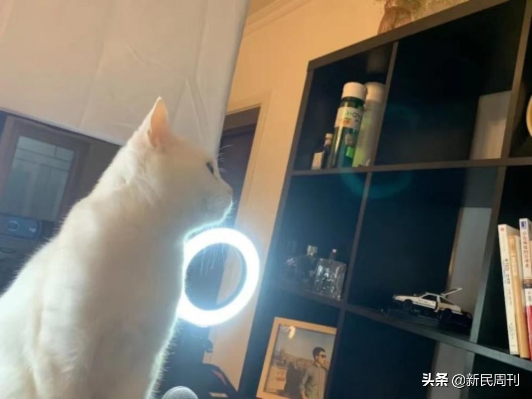 深挖｜还不认识董宇辉？还不知道直播已经内卷到“双语+诗诵”？