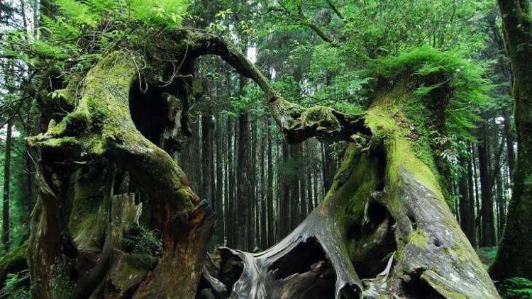 避暑胜地有山有水有树林,大别山避暑胜地有哪些