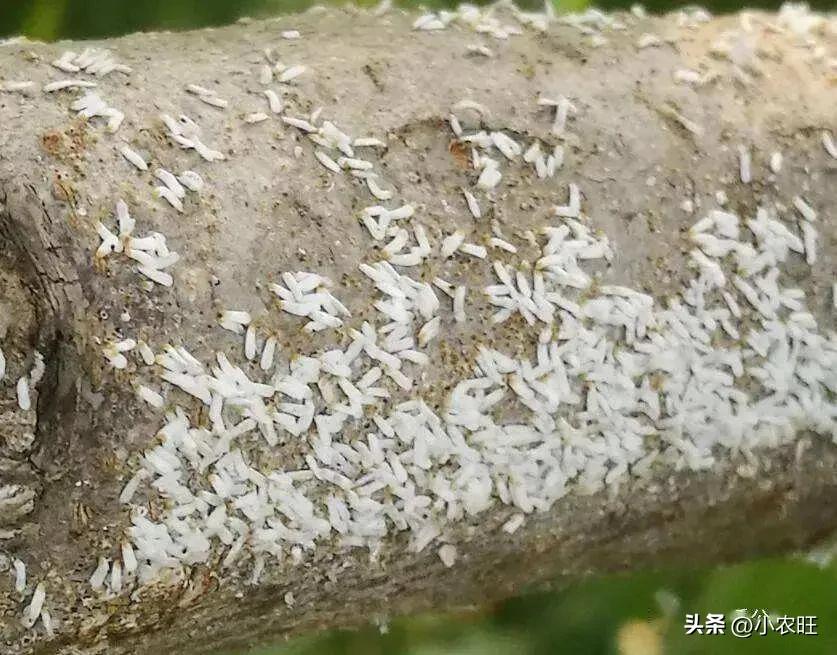 桃树蚧壳虫的防与治,冬季桃树蚧壳虫怎样彻底消灭