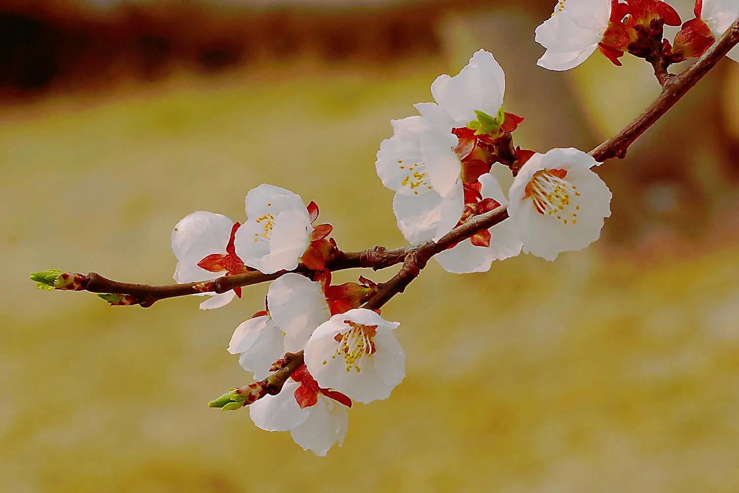 白梅花绽放视频,白梅花盛开