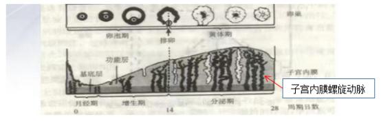 月经啥样的颜色算正常的,月经颜色发黑该怎么调理