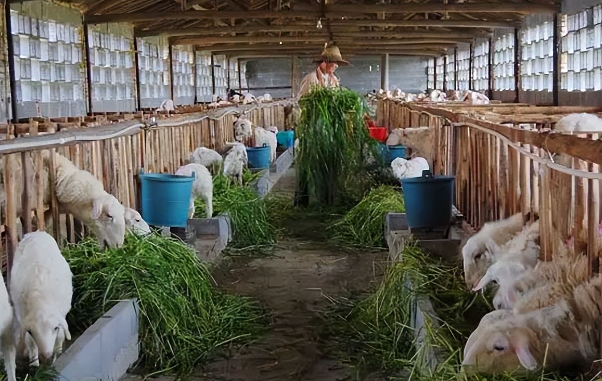 为何农村老一辈没有人搞养殖成功,家里人反对农村养殖