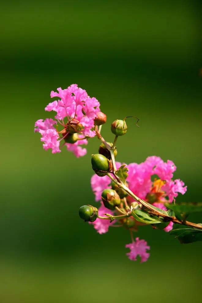 紫薇花壁纸高清全屏,唯美紫壁纸