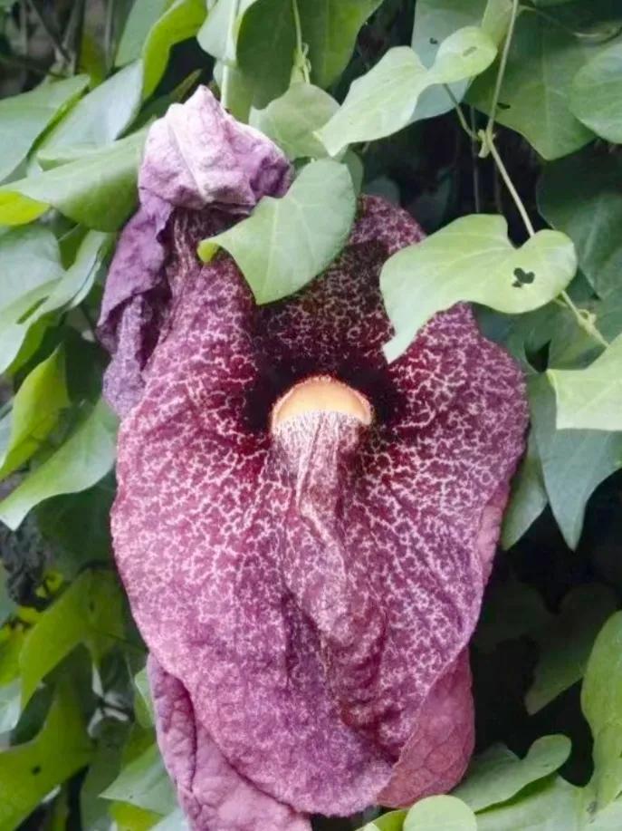 长得比较奇葩的植物,植物界奇葩的几种植物