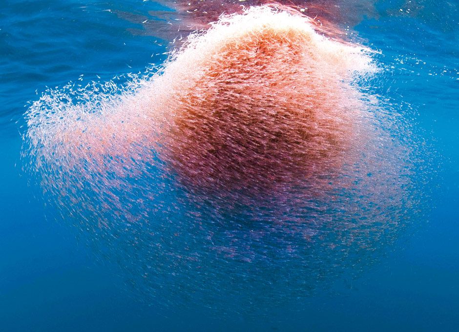 中国南极磷虾金矿,全球南极磷虾资源