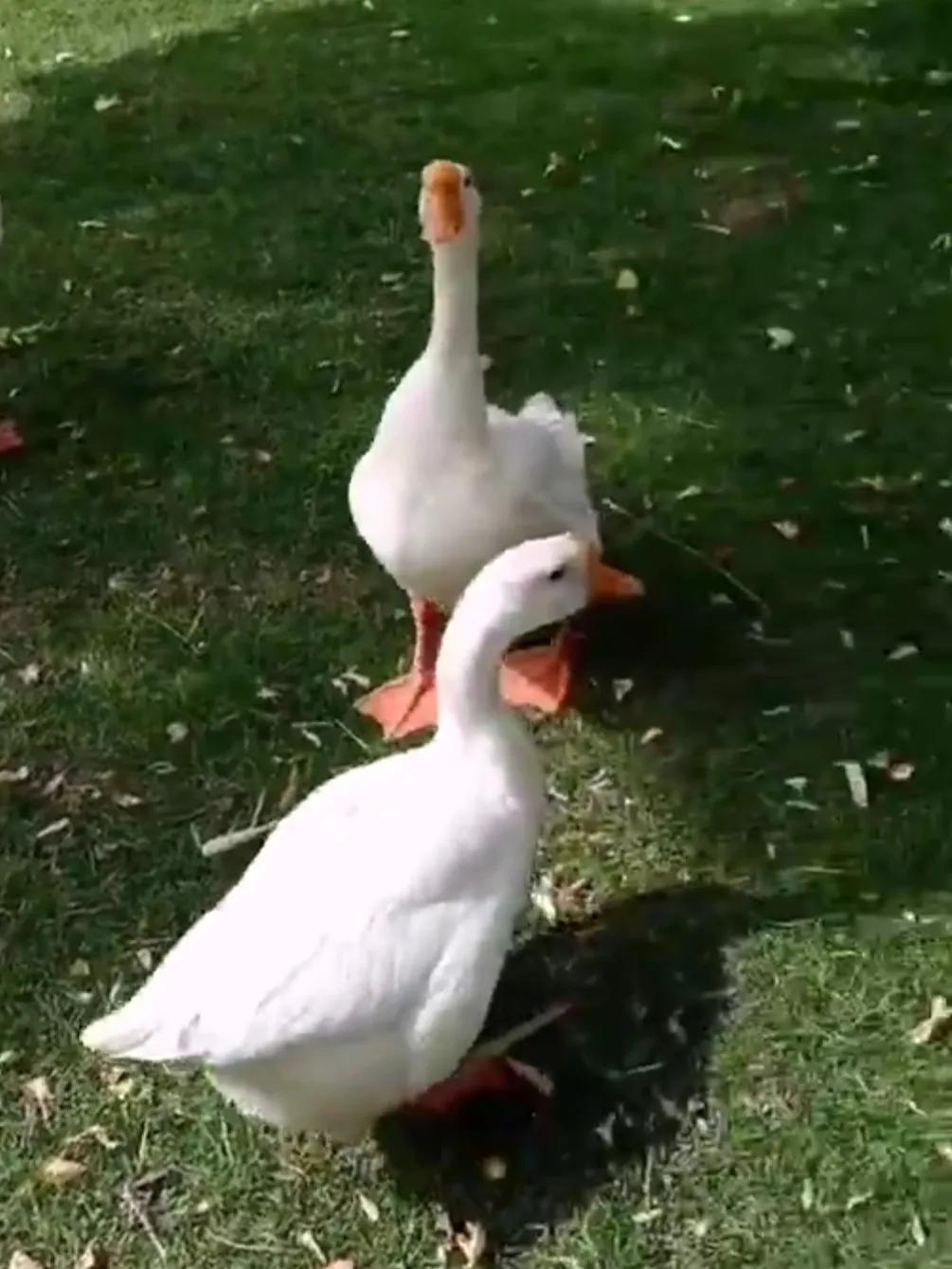 动物自拍超清图片大全,动物自拍的照片图片