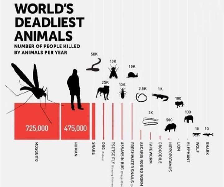 消灭蚊子有什么新方法,有什么方法可以彻底消灭蚊子