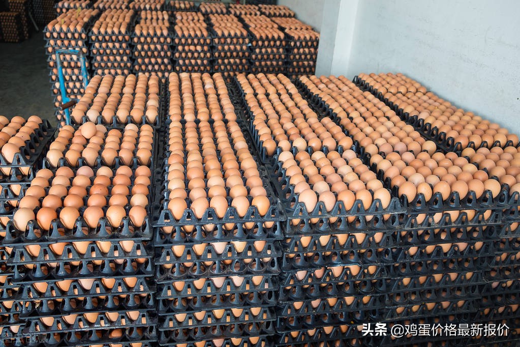 2023年鸡蛋价格每日最新行情,鸡蛋行情2020年8月27日鸡蛋价格