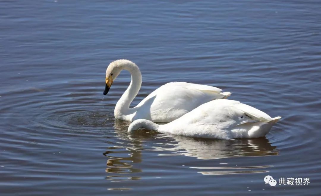 巴音布鲁克的草原图 (巴音布鲁克的金色草原)