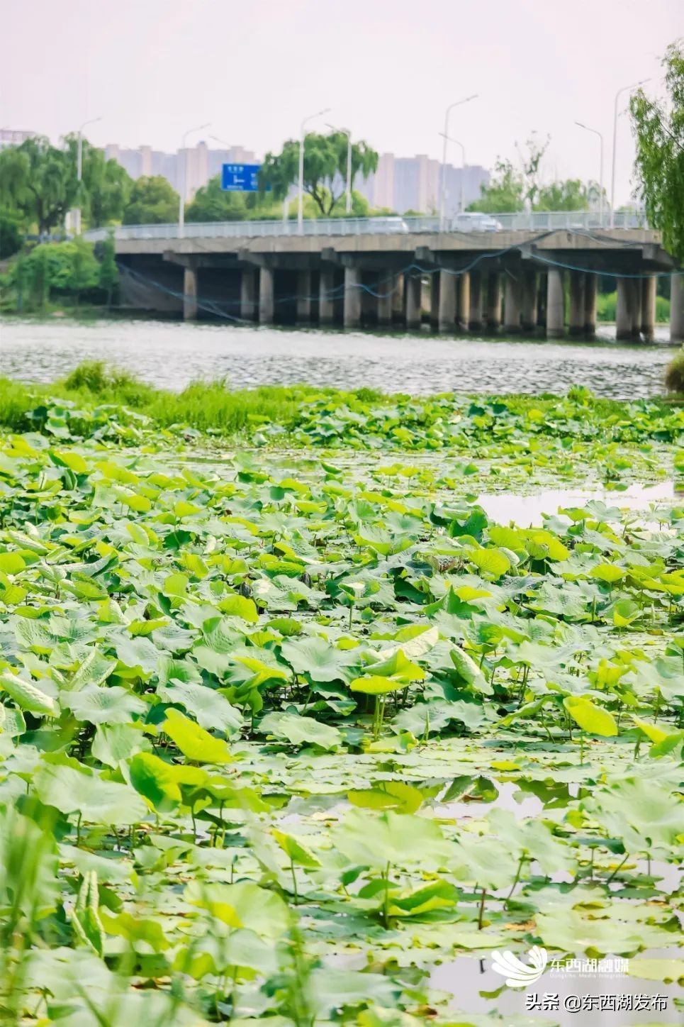 荷花开了夏天到了,荷花开了夏天又来了
