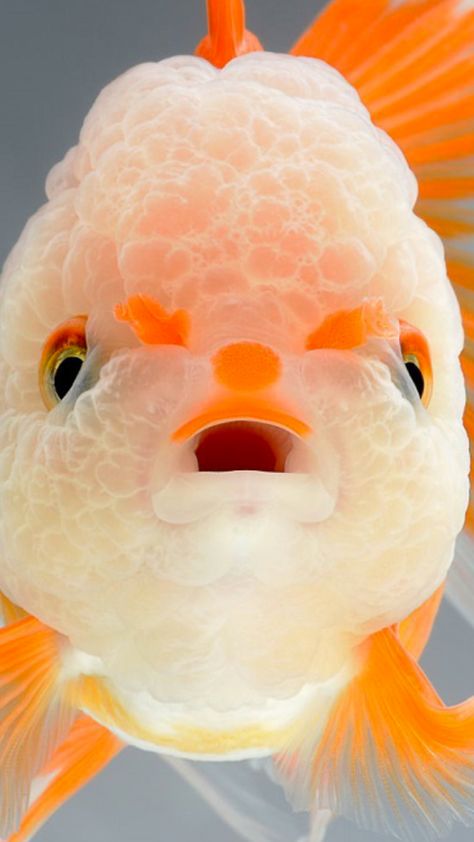 金鱼不吃食的原因和处理方法,金鱼为什么总是不吃