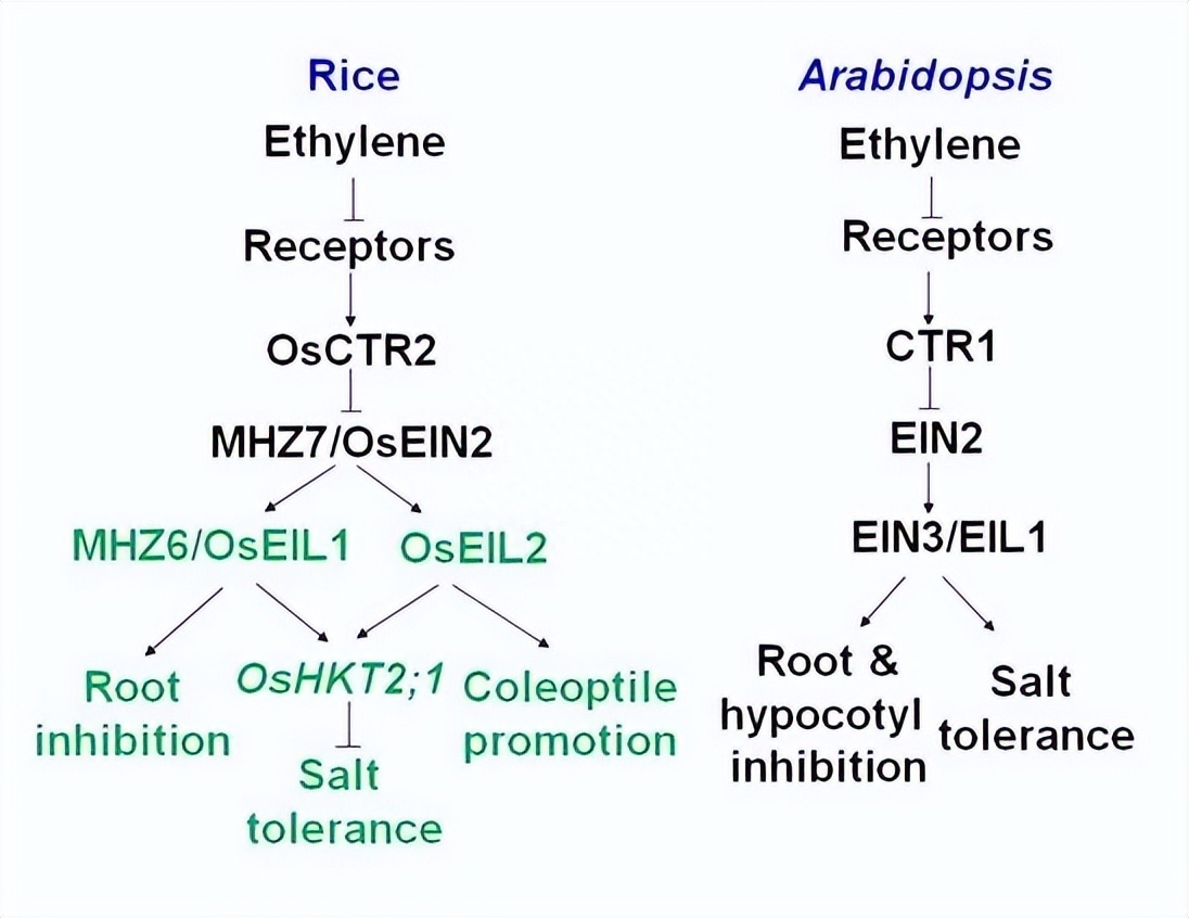 如何使用EOSM290机器，在不同加工条件中，制造出极端形状的薄壁