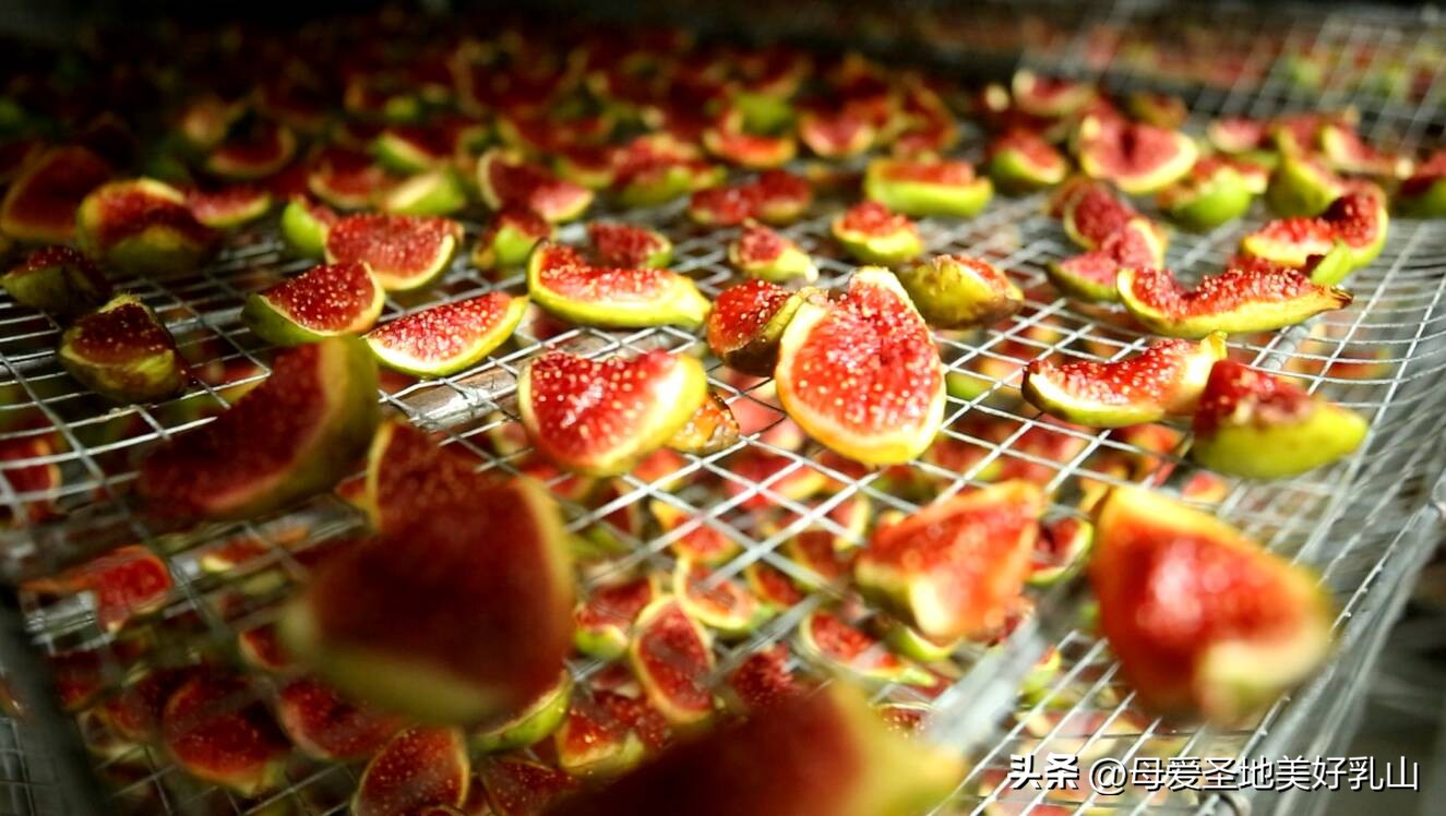 无花果产业化建设,种下无花果拓宽致富路