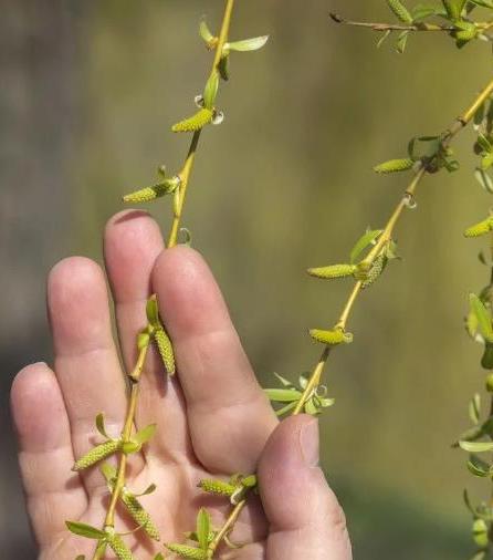 除湿热健脾胃最好的菜,健脾胃祛湿热的食谱儿童