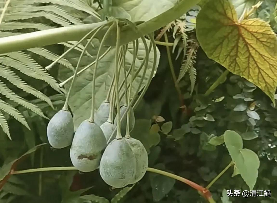 人称“江边一碗水”，荒野3月开紫花，细读栽培“5措施”秒懂种植