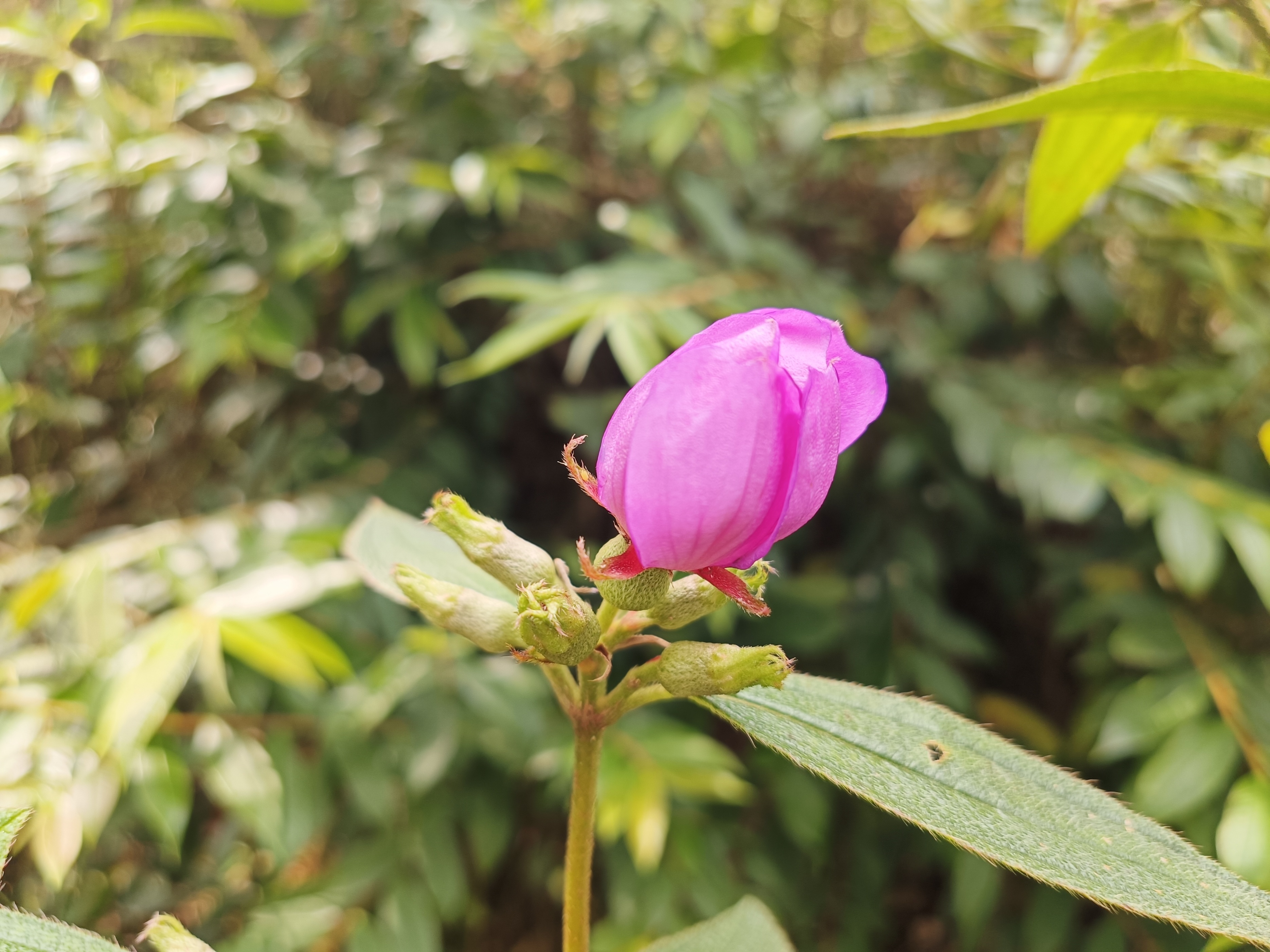 石老虎下山豹牙郎出没一片红