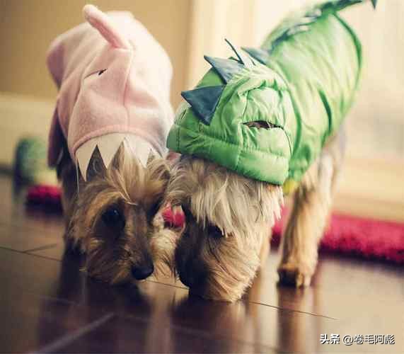 为什么动物交配前会相互闻屁股，看似尴尬的行为，却充满科学依据