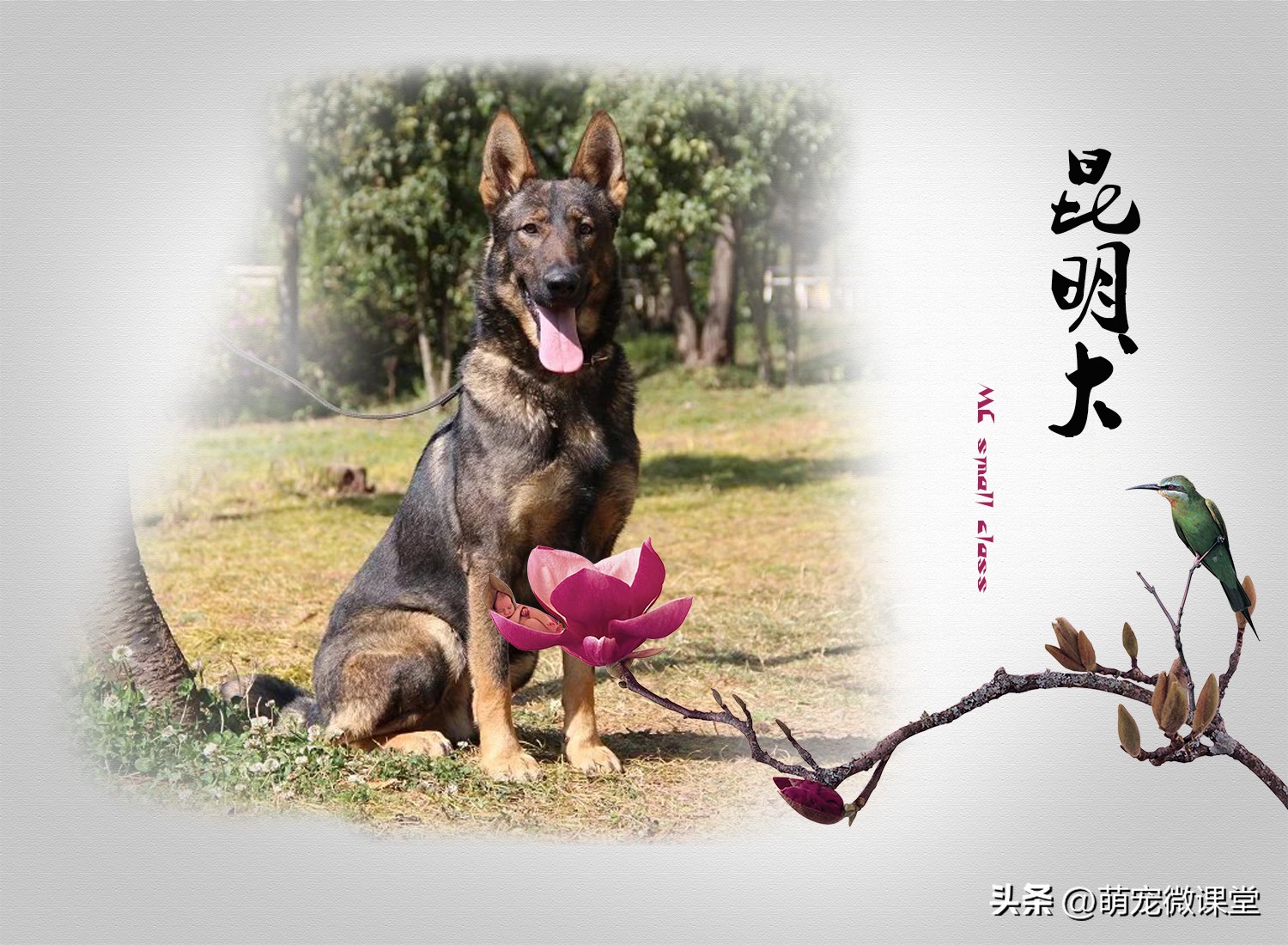 盘点我国本土犬种，有没有你们家乡的犬种？