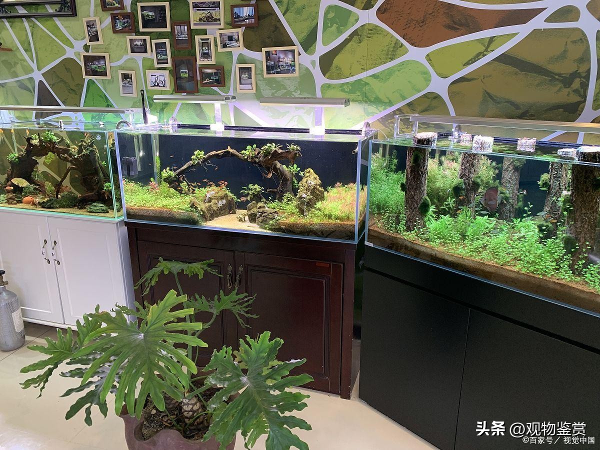 乌龟缸有味道是正常的吗,乌龟缸有臭味但水看起来又清澈