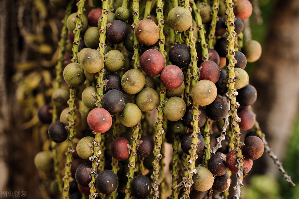 槟榔价格为什么暴跌,导致槟榔价格下跌的原因