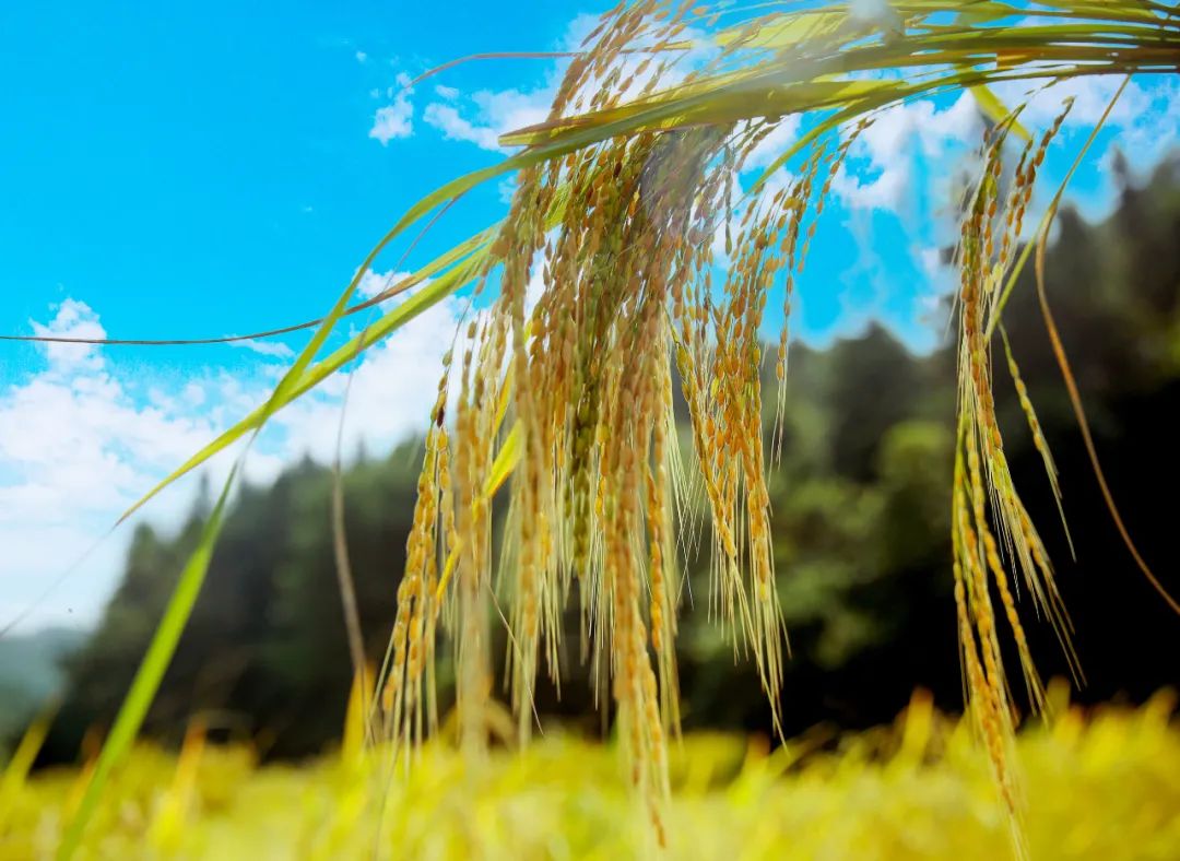 【上饶天下SHOW之万年县】上饶“一粒米”品牌价值96亿元!