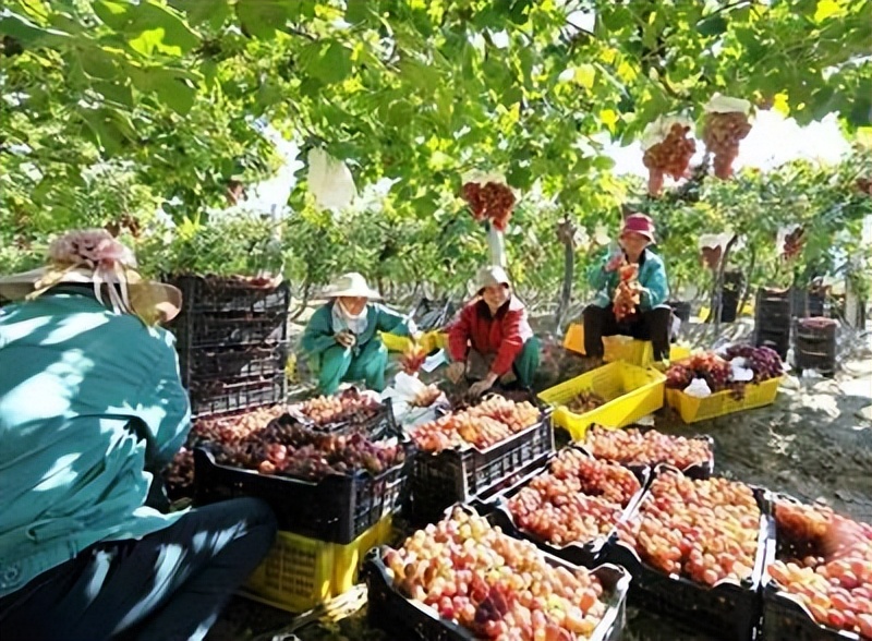 河南新乡乡村振兴,新乡市乡村建设