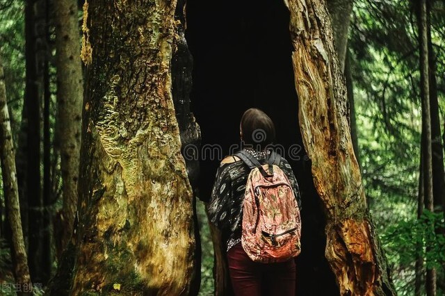 那树洞，一如中年人生，虽被掏空，但也必须挺住