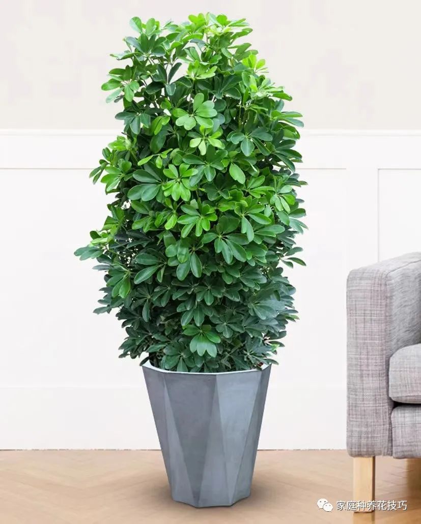 镇宅养花,家里养花养哪几种好风水