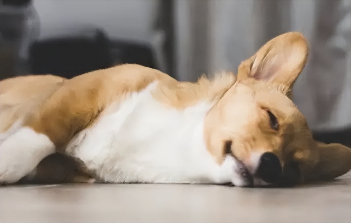 狗狗身体发抖不让碰是怎么了,狗子浑身都在颤抖是不是生病了