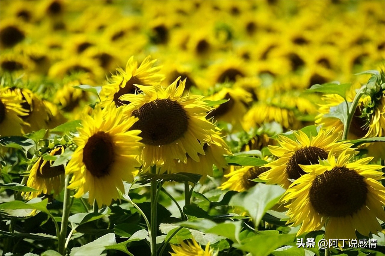 虚伪的人常常说这几种话别深交,虚伪的人往往有这三个表现