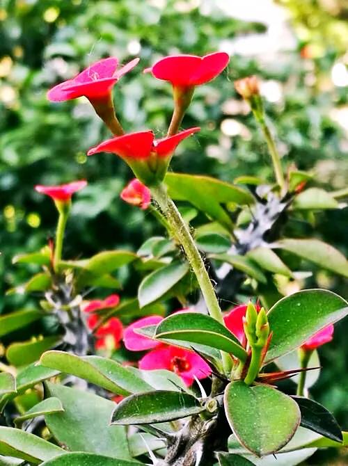 虎刺梅开花像海棠一样红,虎刺红梅花