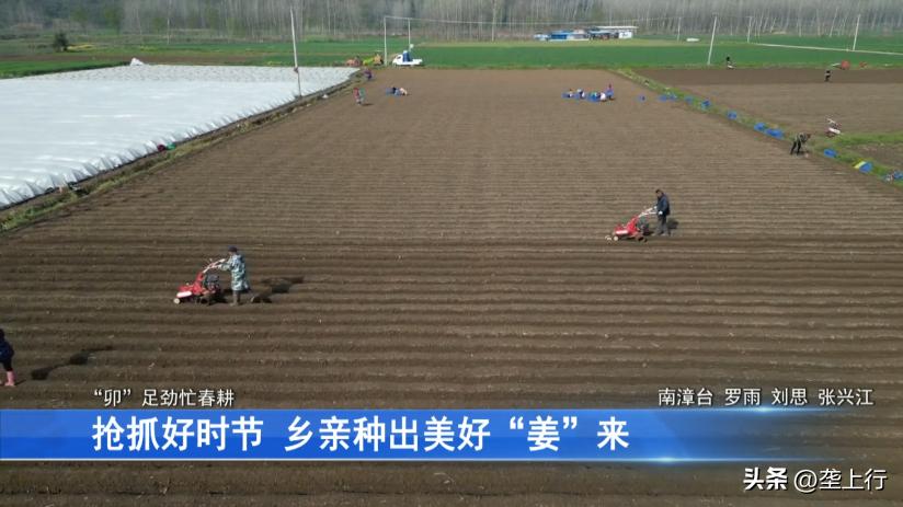 抢抓好时节乡亲种出美好“姜”来