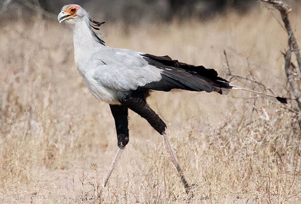 世界上最奇怪的十大鸟,世界上最恐怖的大鸟