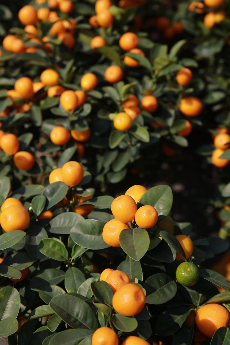 灯笼“修”成雪容融！年花年货别乱扔，手巧就能变出“宝”