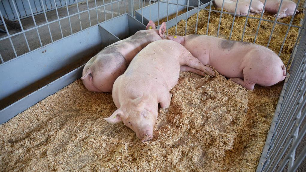 猪价补贴政策,猪价上涨养猪场