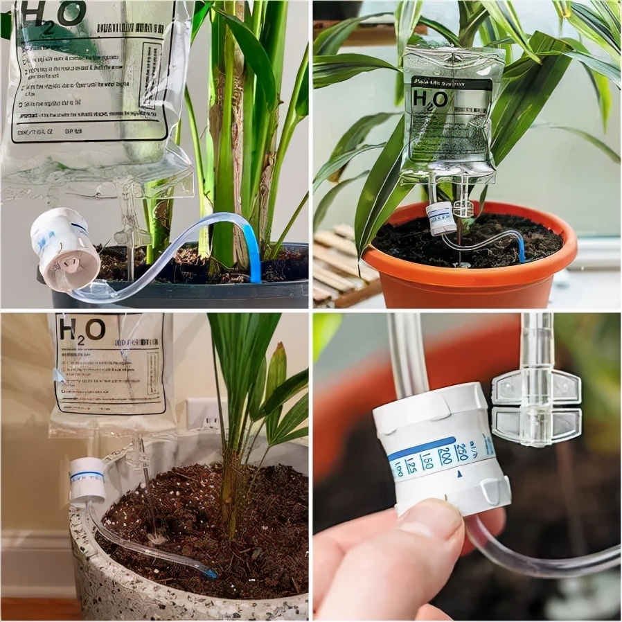 回家过年植物没人浇水怎么办,放假回家植物怎么办