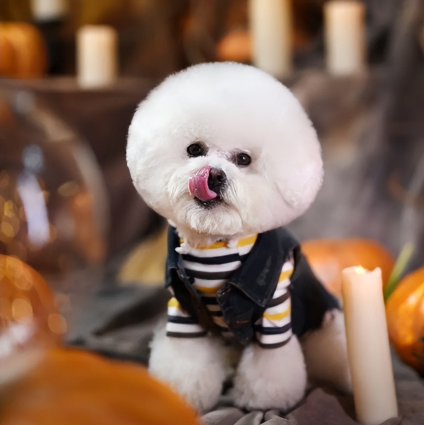 比熊犬老是舔人怎么办,比熊犬总是舔鞋子怎么制止