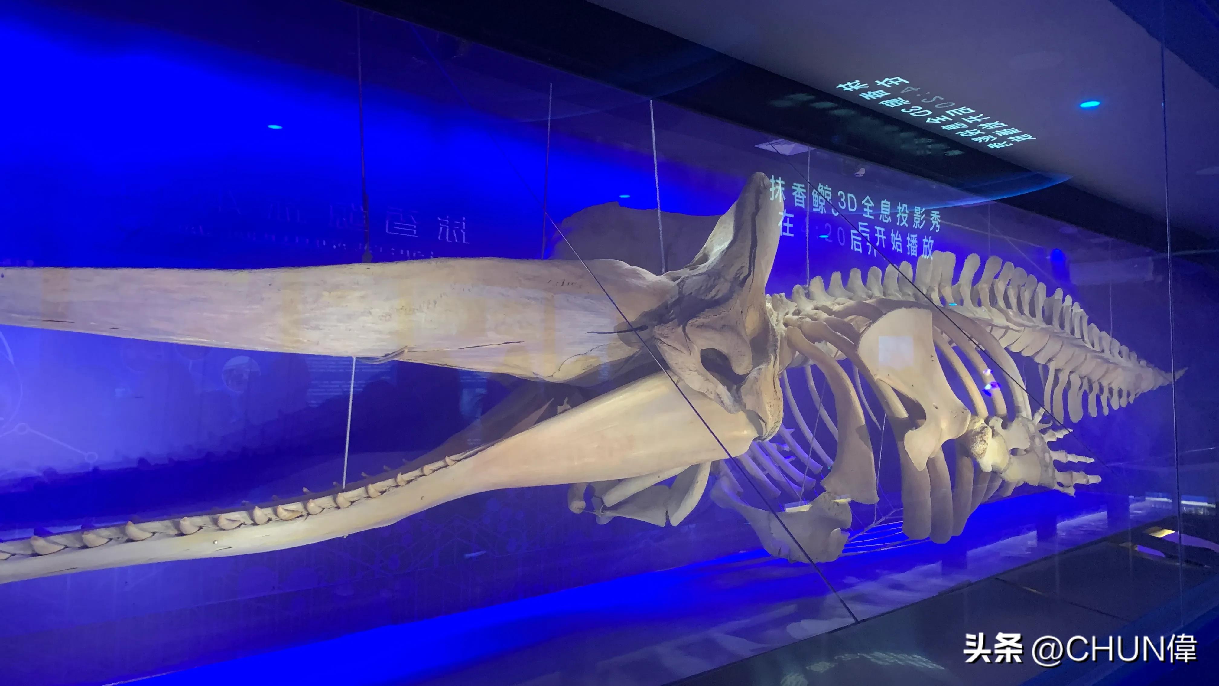 自由行厦门鼓浪屿四天怎么安排,鼓浪屿一日游五一