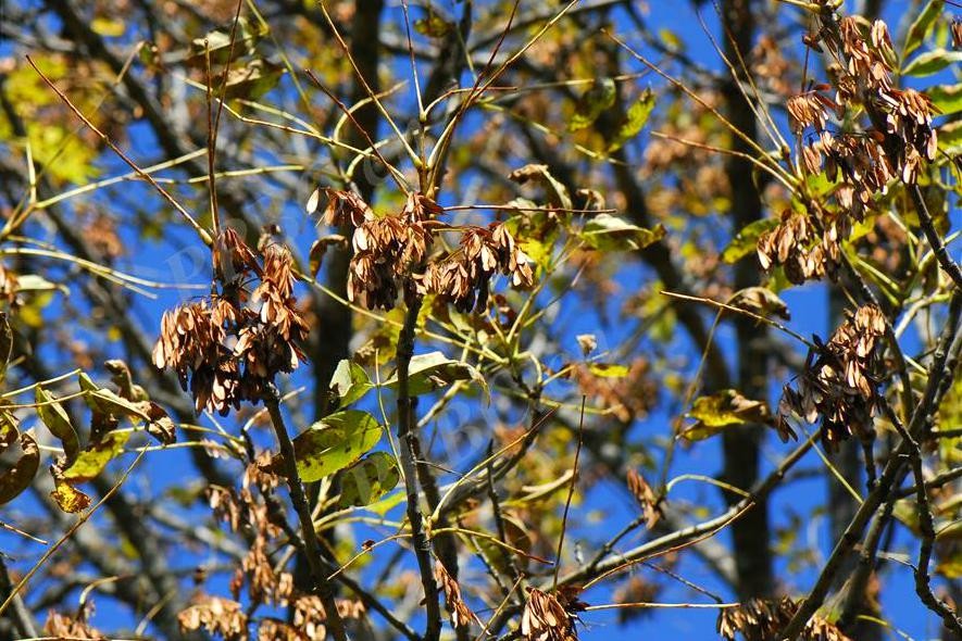 东北名贵木材水曲柳,东北名贵树种水曲柳叶子