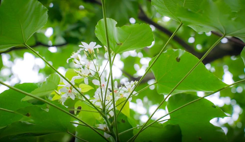 拍完这一波花开，这春天就结束了。