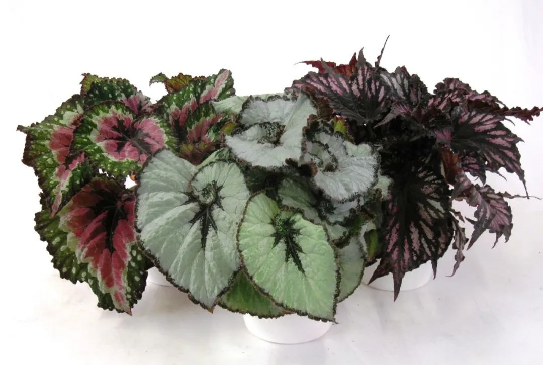 室内观叶植物盆栽种植技巧,适合养浴室里的几种观叶盆栽