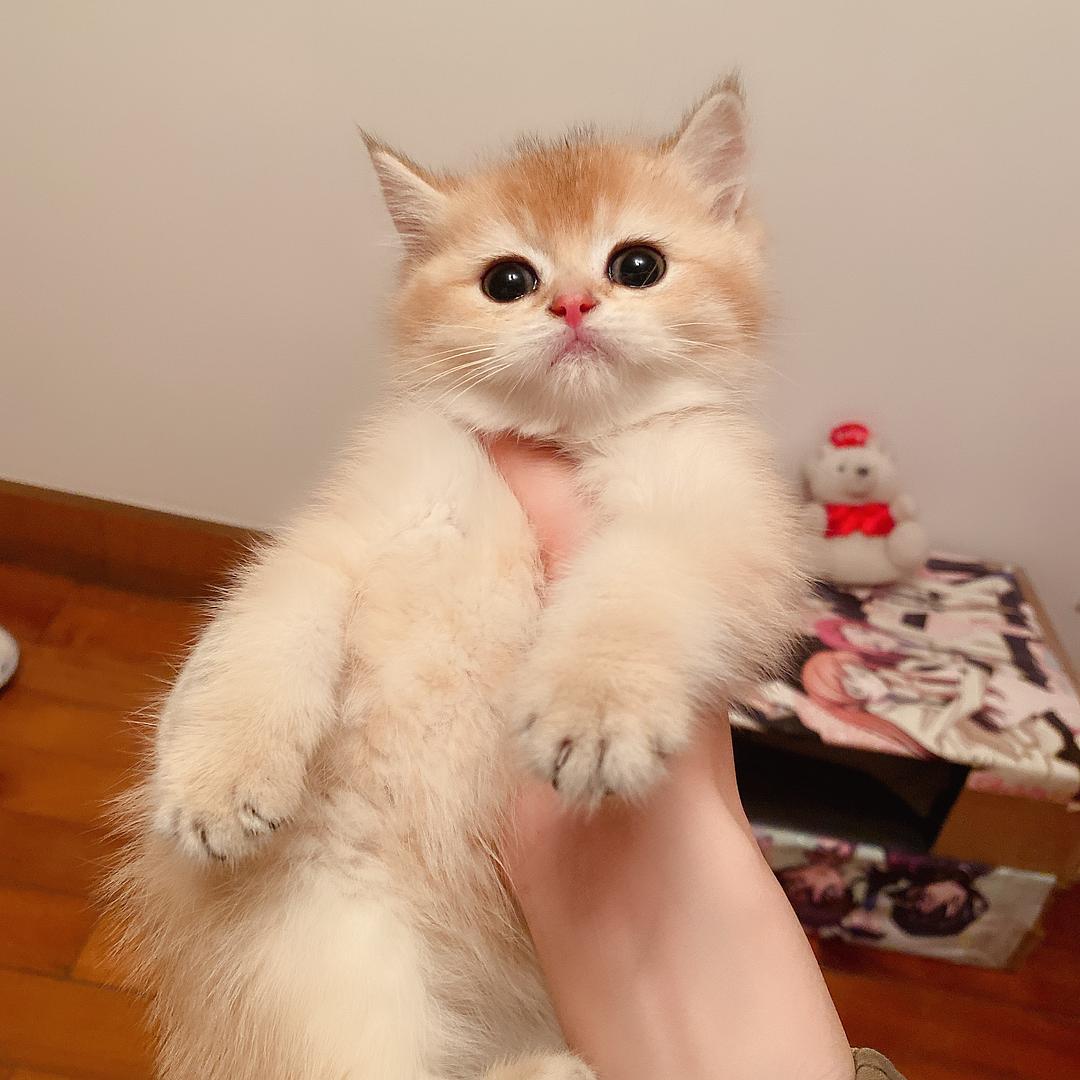 金渐层和布偶猫哪个好,布偶猫和金渐层杂交出来的猫