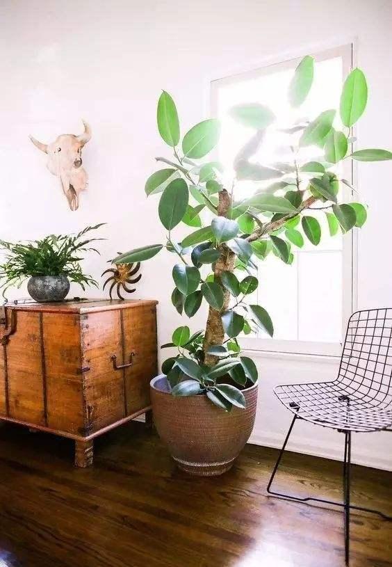 适合养在客厅好养活的绿植,十大最好养的客厅大绿植