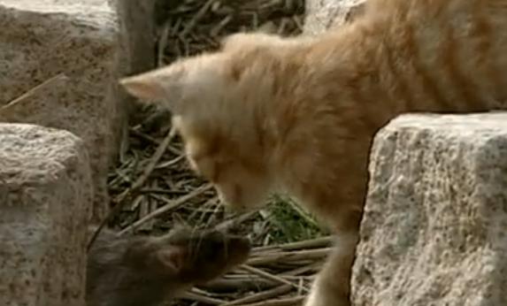 辽宁国家粮仓遭鼠患，员工训练流浪猫当兵入伍，厂内上演猫鼠大战
