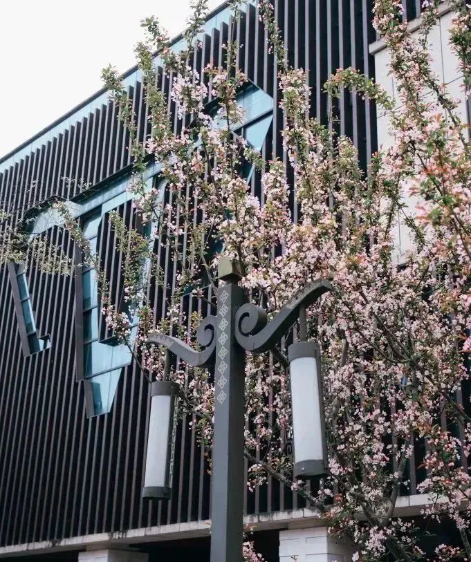 恋爱赏花没时间？四川这所高职专门放假7天过春天！谁羡慕我不说