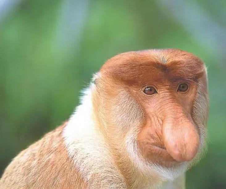 那些稀奇古怪的动物视频,那些稀奇古怪的动物的照片